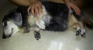 Baobao Reiki