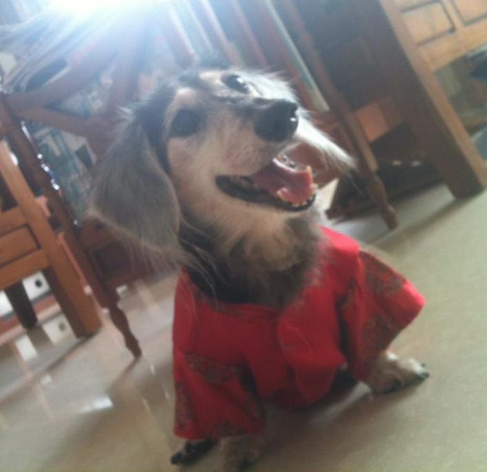 Baobao, Elaine first “Reiki dog” F9E9EA