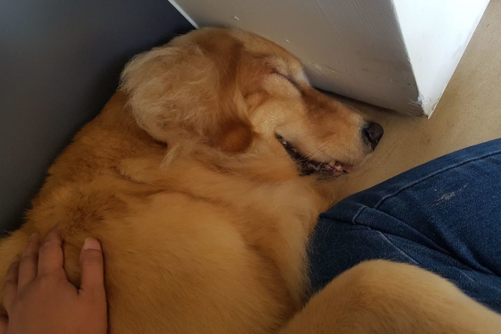 Bei the Golden Retriever in a blissful sleep while reeiving Reiki Bei the Golden Retriever in a blissful sleep while reeiving Reiki