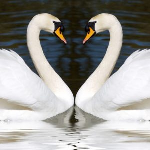Swans